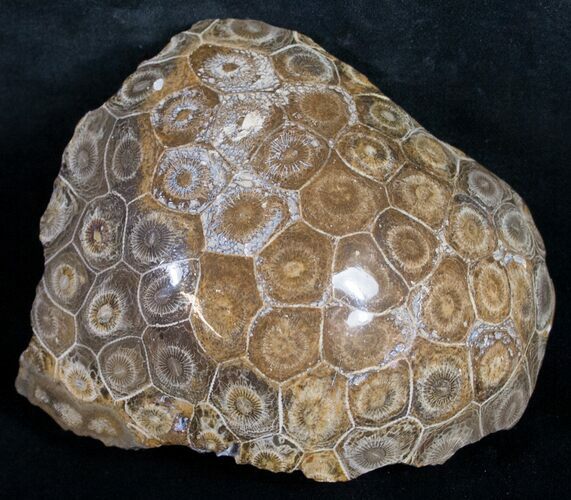 Polished Fossil Coral Head - Morocco #9332